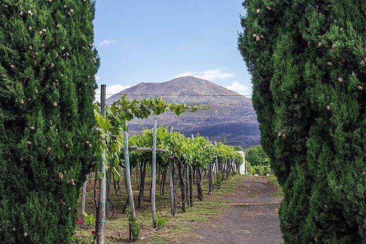 Degustazione di vini biologici e pranzo sul Vesuvio con trasferimento dalla Costiera Amalfitana