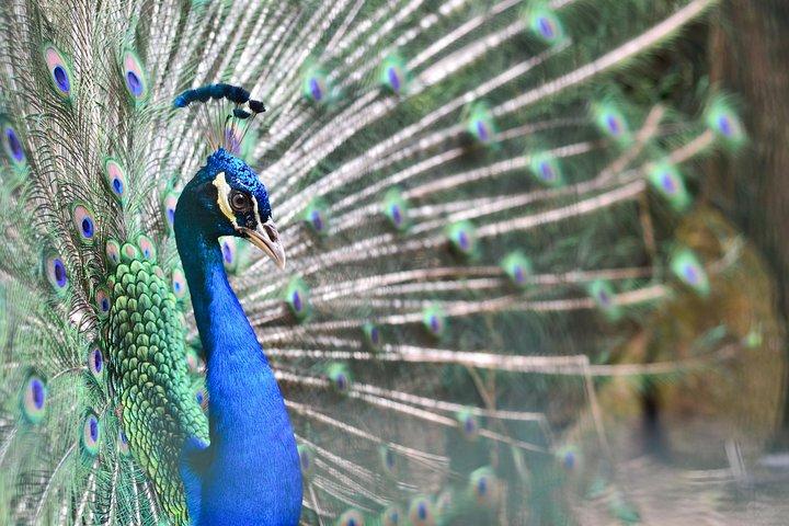 Ontdek het beste van Penang : City Sights & Bird Park Experience