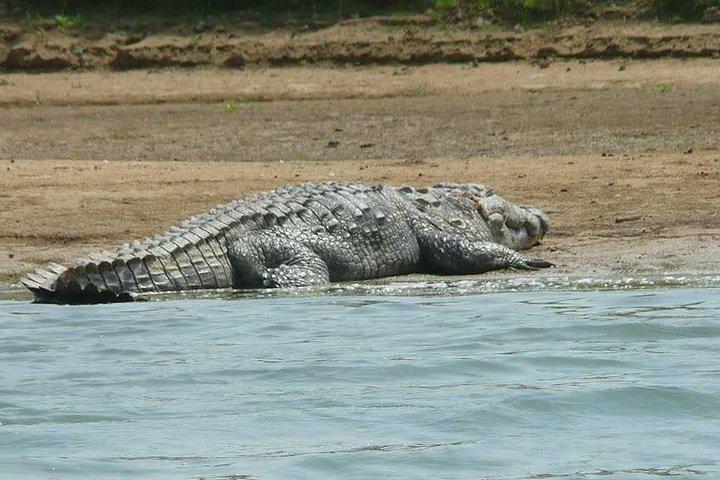 National Chambal Sanctuary e Alligator Day Tour da Agra