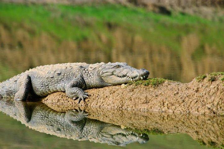 National Chambal Sanctuary e Alligator Day Tour da Agra