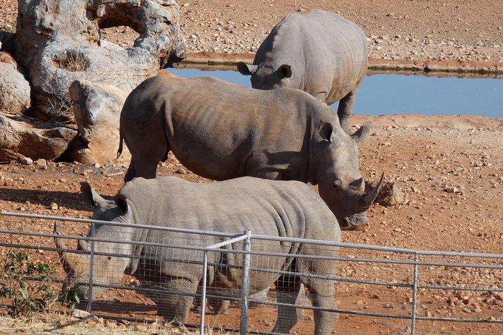 4-dages Etosha Safari Private Guided Tour Namibia