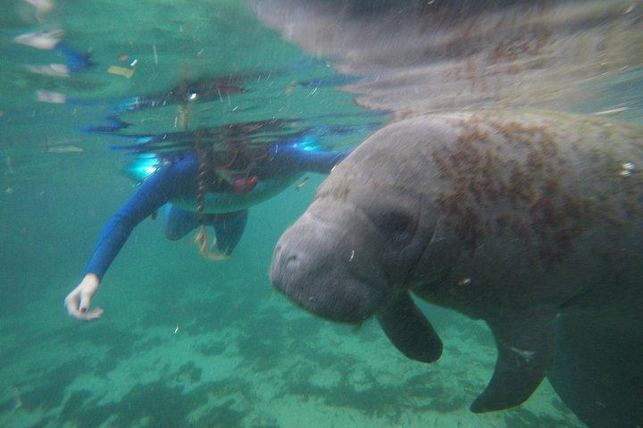 Privat Manatee Snorkling Tour