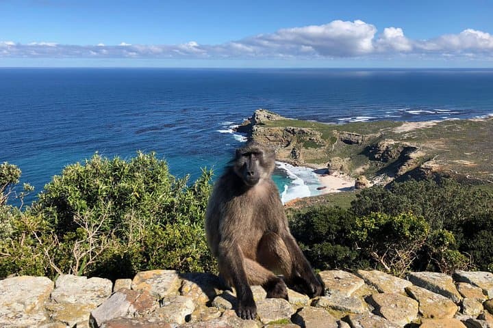 Private Day Tour to Cape Point , Penguins, Wine or Beer Tasting