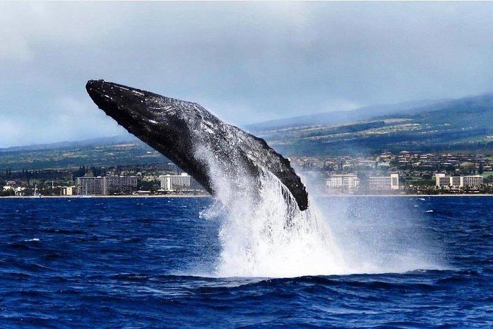 マウイ島:カアナパリビーチ発オープンバー付きホエールウォッチングクルーズ