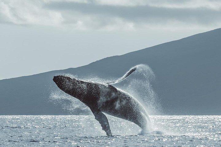 マウイ島:カアナパリビーチ発オープンバー付きホエールウォッチングクルーズ