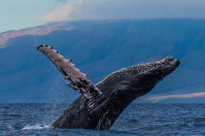マウイ島でのデラックスホエールウォッチングセイル
