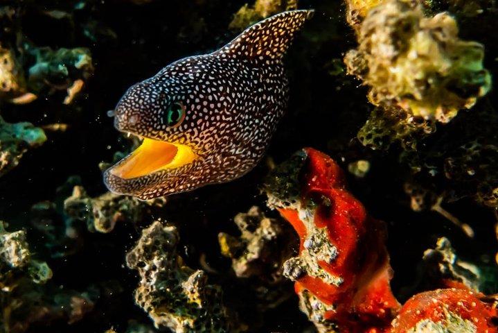 Immersione introduttiva alla barriera corallina con istruttore - 40 minuti
