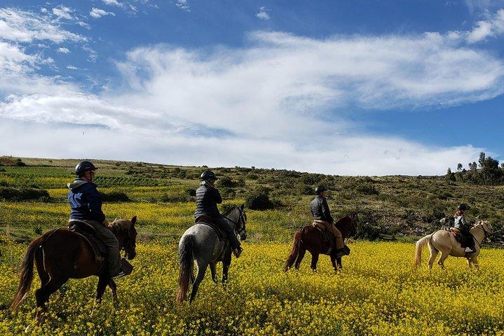 Berijd Peruviaanse Paso-paarden in Cusco