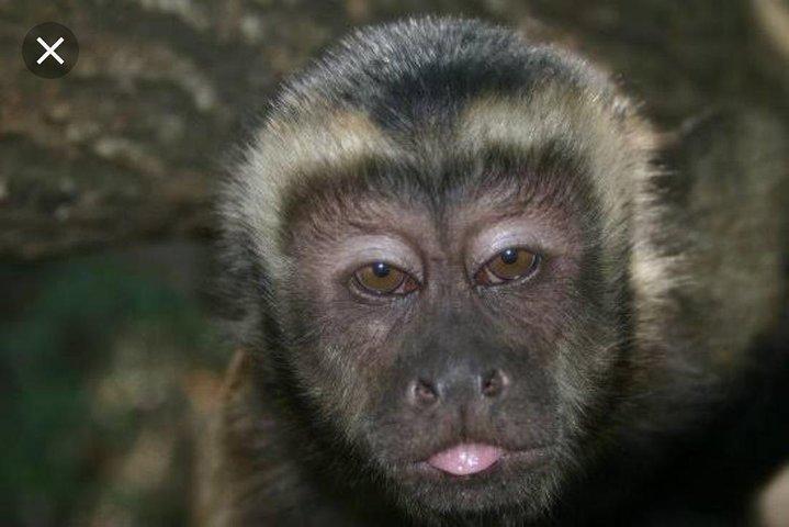 Bush Babies & Monkey Sanctuary und Elefanten gehen privat spazieren