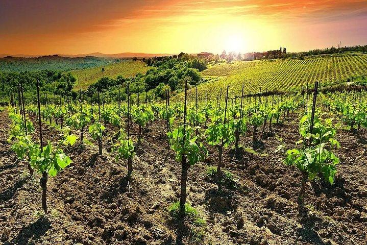 Temecula Weinland Tour von San Diego