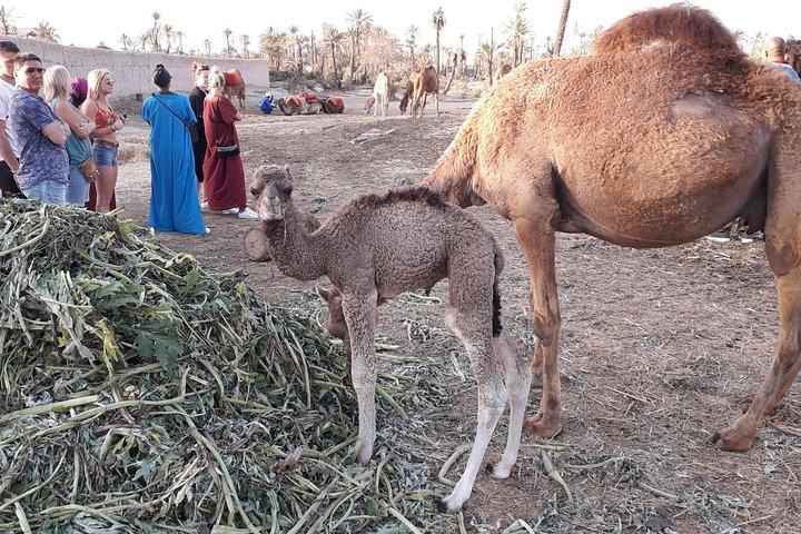 30 minutes Camel Tour