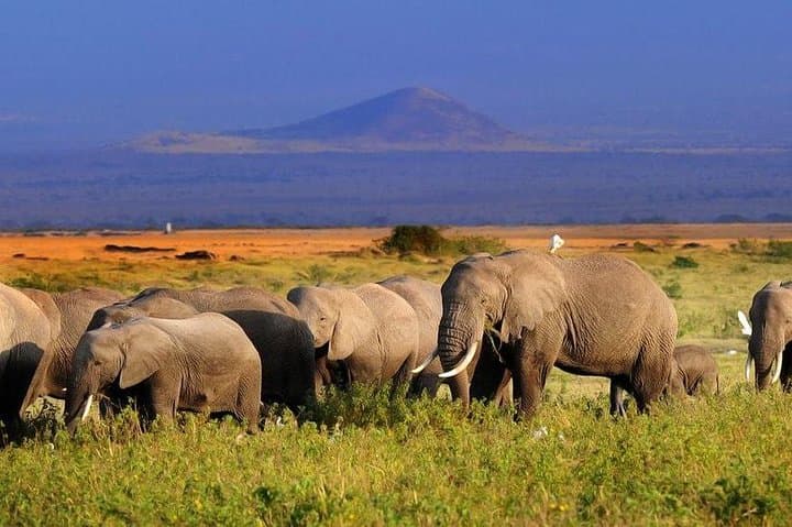 2-Day Amboseli National Park Safari- Daily Departures