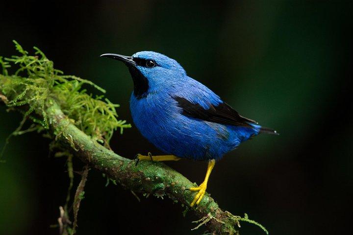 Visite privée de luxe d'observation des oiseaux | Manuel-Antonio