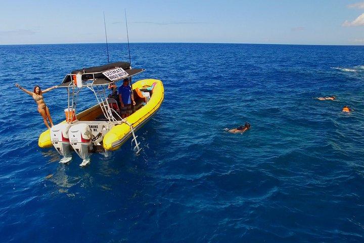 Lanai Deluxe Dolphin Adventure og 3 snorkelsteder