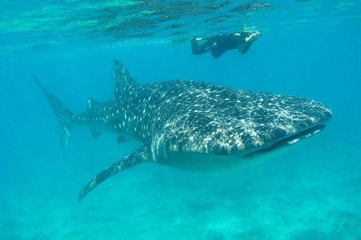 Whale Shark and Snorkeling Adventure van Isla Holbox