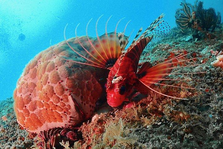 Scuba Diving For Beginners