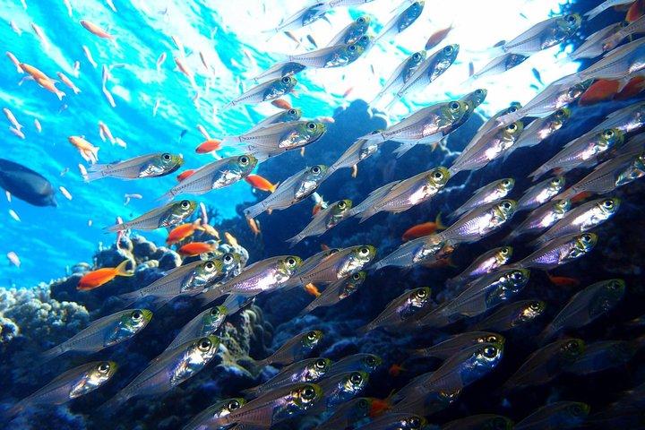 Curso PADI Open Water Diver