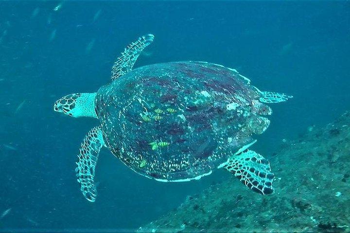 Curso PADI Open Water Diver