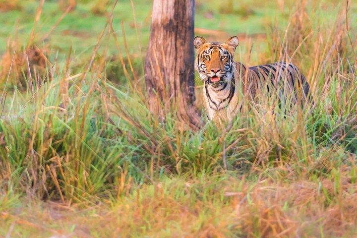 Tiger Safari Safari mit zwei Übernachtungen im Tadoba National Park und Transfers von Nagpur