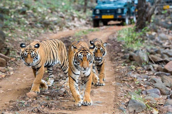 Private 4-Day Tiger Safari e Golden Triangle Tour saindo de Delhi