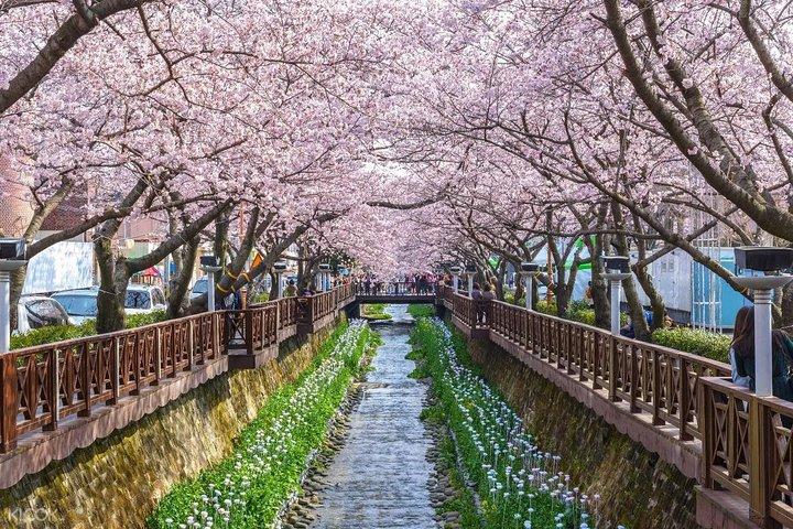 La belleza de la flor de cerezo de Corea Descubra 11days 10nights