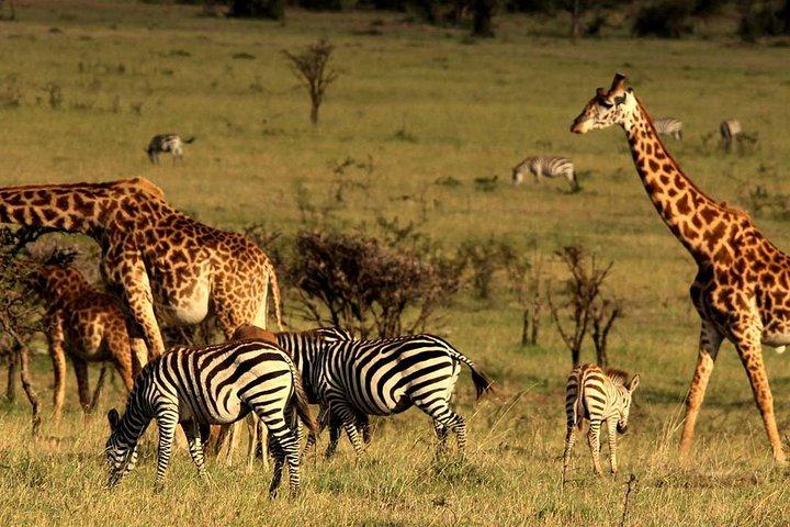 4 dage Masai Mara & Lake Nakuru Group Sammenføjning Safari