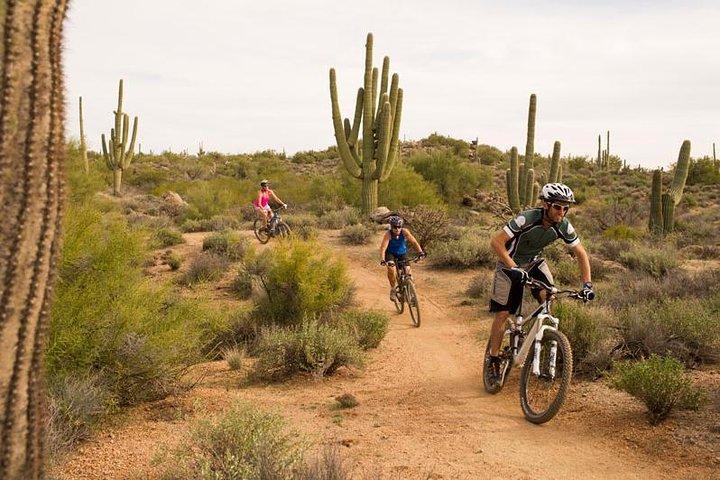 Sonoran Desert Guided Mountain Bike Tour