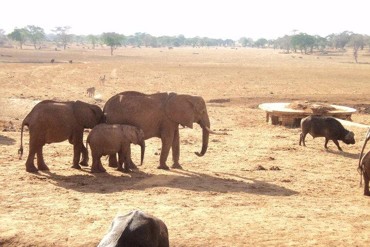 Giro di un giorno intero all'Amboseli National Park da Nairobi