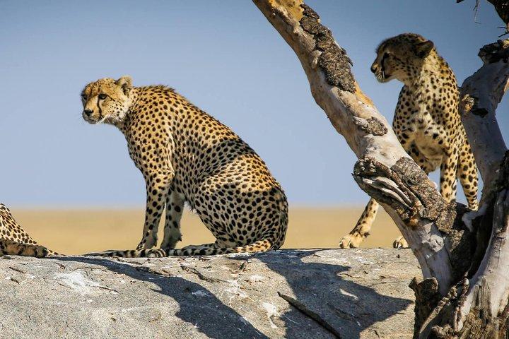 12 Dage Amazing Tanzania Wildlife and Cultural Experience