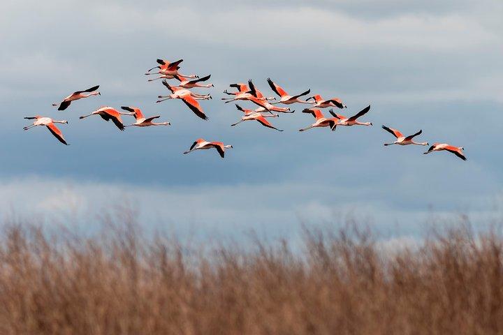 Laguna del Toro e Flamingo-Watching 4WD