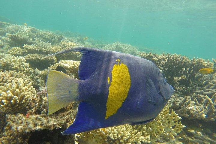 Snorkeling Trip to Utopia Island in Safaga from Luxor