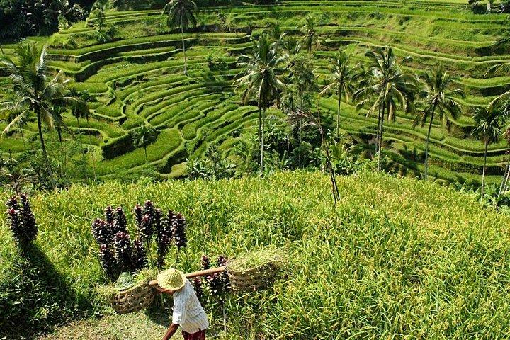 Bali Discovery Tour con pueblo y templo