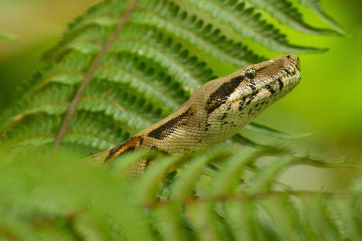 La Fortuna Schmetterlingsgarten und Wildpark GRUPPENtour