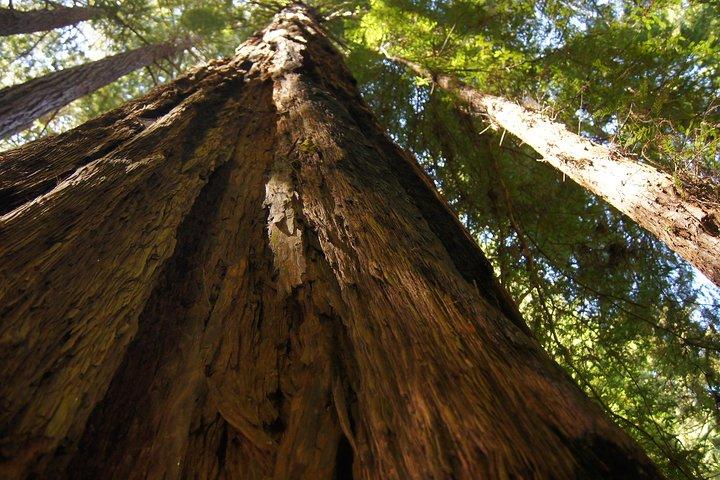 Udflugt til Muir Woods National Park og Sausalito