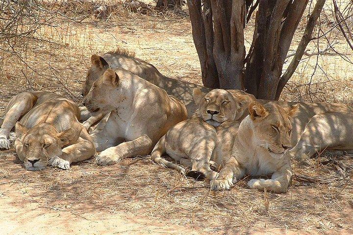 2 dage Ruaha Nationalpark