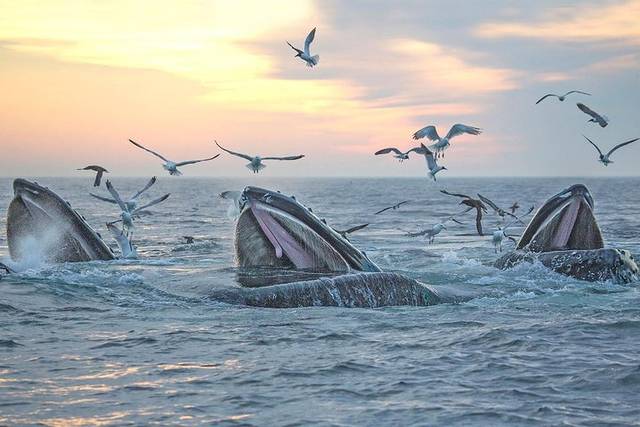 Whale Watching