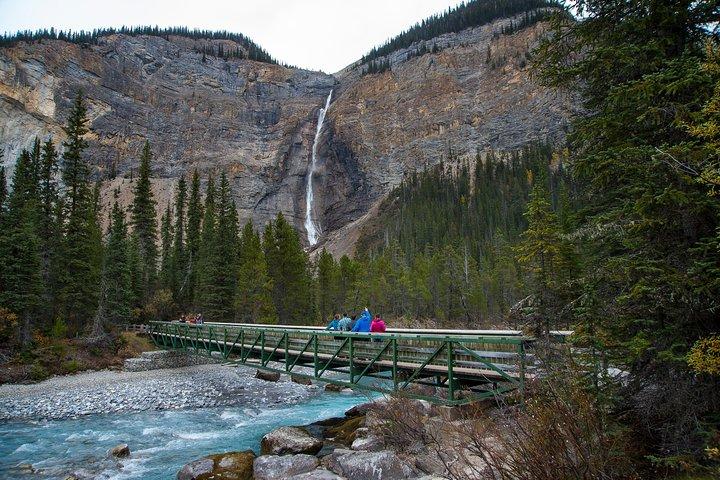 Discover Grizzly Bears from Banff