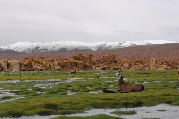 Viagem Privada a Laguna Colorada de Uyuni com Guia de Bilingüal