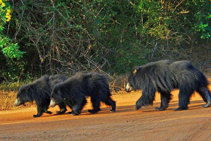 2 días Parque Nacional Yala desde Colombo con Jeep Safari