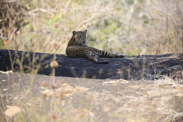 Private 02 Day Leopard Safari a Yala da Colombo