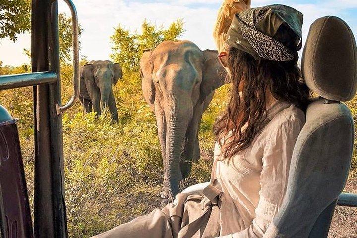 ニゴンボからミネリヤ国立公園サファリへの日帰り旅行
