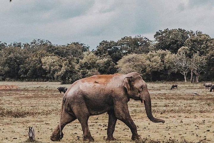 ニゴンボからミネリヤ国立公園サファリへの日帰り旅行