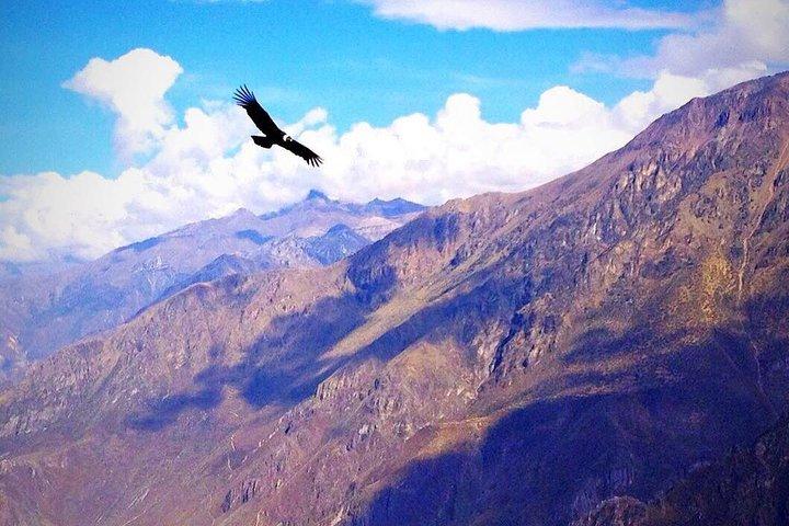 Excursion d'une journée au canyon de Colca au départ d'Arequipa