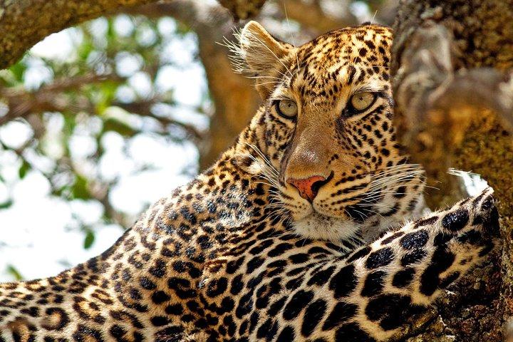 Private Yala Safari Day Trip & Exclusive Beach BBQ Dinner