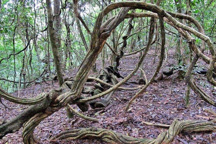 Privé Vogels kijken Trail in Udawatte Kele Sanctuary