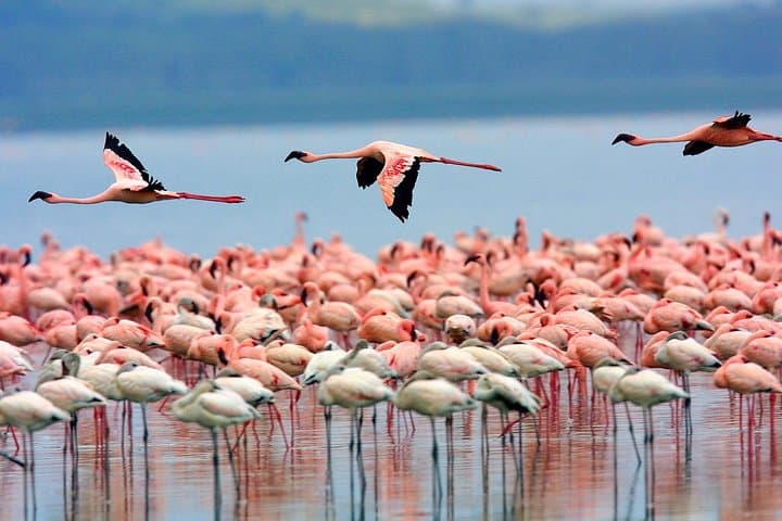Day Safari at Nakuru National Park