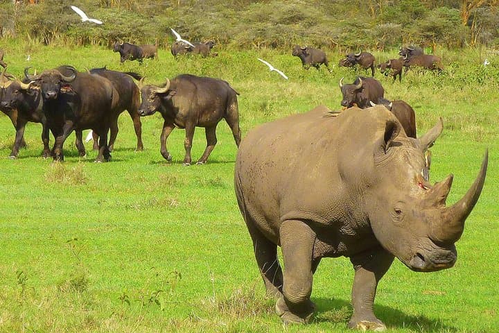 Day Safari at Nakuru National Park