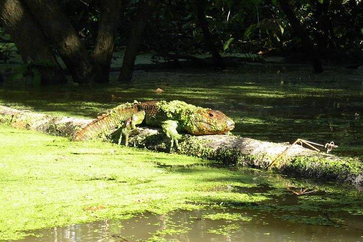 3-Day Amazon Jungle Adventure from Iquitos