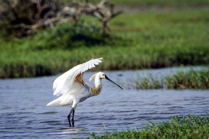 Fra Galle: Guided Nature Trail til Kanneliya Forest