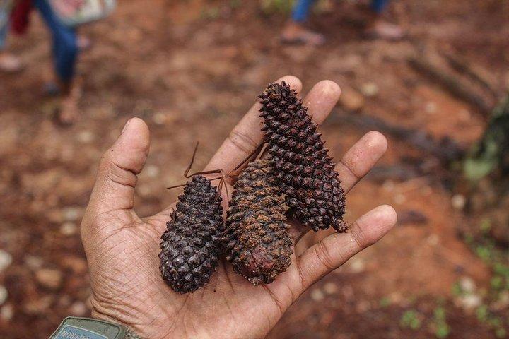 Fra Galle: Guided Nature Trail til Kanneliya Forest